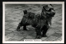Tobacco Card, Senior Service, DOGS, DOG BREEDS, 1939, Norwich Terrier, #34