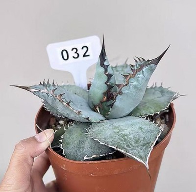 NEW Rare 1pcs Pot 14cm Cacti Agave Lion Mane WYSIWYG Garden Boutique Decor