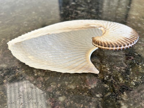CEPHALOPODA ARGONAUTA ARGO SEASHELL GEM - 164.5 mm - Picture 3 of 4