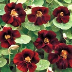 Nasturtium Black Velvet, 1g Nasturtium seёds,organic seёds SW198+ TRACK №