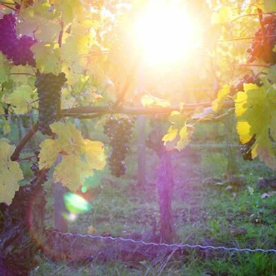 3* Hotel Angebot Dettelbach Bayern | 4T Wandern & Biken | Weinberge | 2 Personen - Bild 1 von 4