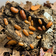 TC INSECTS 15 Armadillidium Vulgare 'Orange Vigor' Isopods Live Bioactive
