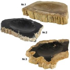 Seifenschale Naturstein Schale Fossil Fossilschale Versteinertes Holz 