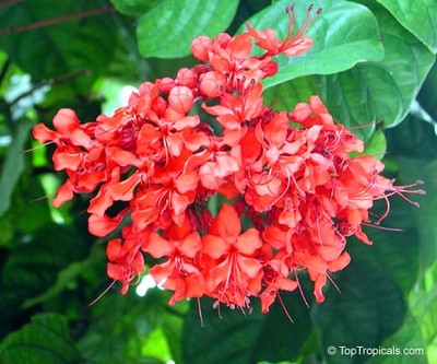 5 SEMI Clerodendrum Splendens"Albero Incantevole" | eBay