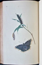 Donovan, Butterflies & other insects,1794-1795,72 fine hand coloured engravings