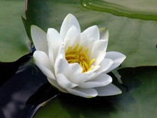 15 semi di Nymphaea ALBA - semi freschi di NINFEA