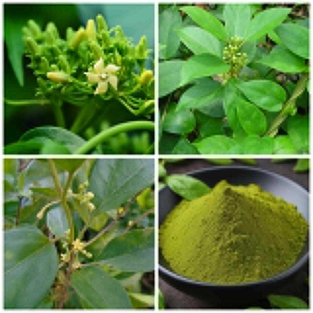 Gymnema Sylvestre Leaf Powder Gurmar powder blood sugar control Weight loss  Herb