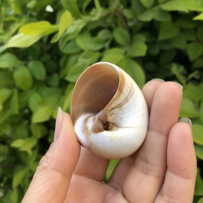 1x Natural Snail Shell Conch Hermit Crab Replacement Shells DIY Aquarium Decor