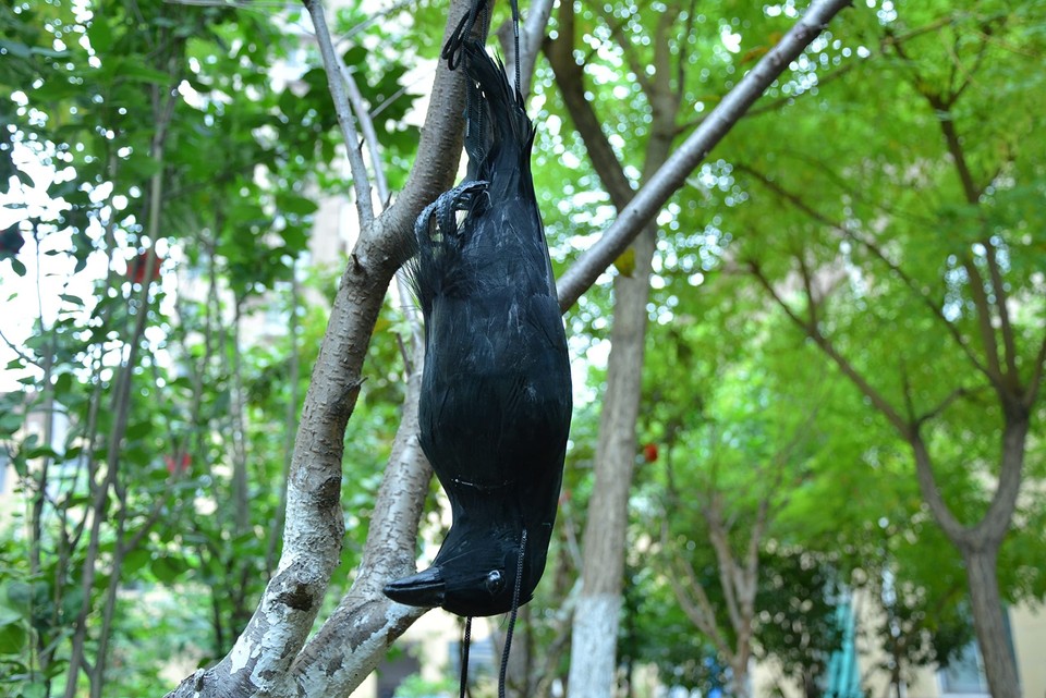 17 Inch Fake Dead Crow Decoy Realistic Large Hanging Garden Crow
