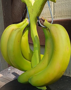 Green/Black Wood & Metal Freestanding Banana Hook Hanger Stand, Small 2 Bunches