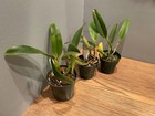C. lueddemanniana 3 Pack (Pack #1) Species Cattleya Orchid Plant — photo 5