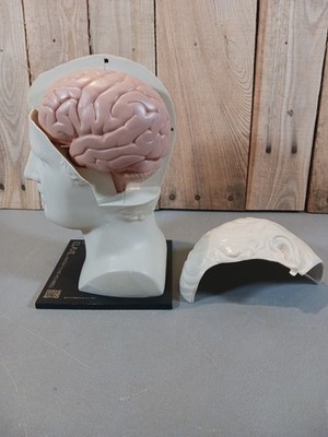 Merck Sharp & Dohme Pharmaceuticals Resin Human Head Anatomical Model Look 1974