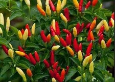 HOT! TABASCO Pepper Seeds From 100% Organic Plant seeds SUPER HOT!