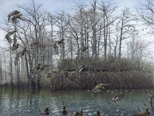 2024 Arkansas Ducks Unlimited Sponsor Print Signed AP Big Daddy Greenheads