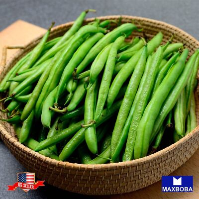 Fresh Bean Seeds - Bush - Strike Non-GMO Heirloom Vegetable Garden | eBay