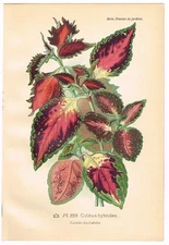 ANTIQUE PRINT 1896 CHROMOLITHOGRAPH FLORAL GARDEN BOTANICAL DESIRE BOIS PL. 229