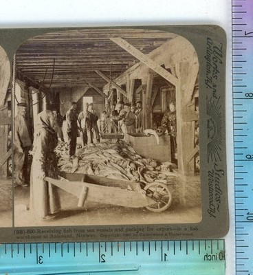 Fish from Sea Vessels Aalesund Norway Underwood Stereoview