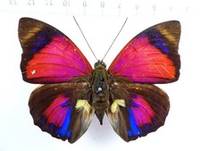 Agrias claudina lugina - AgriasButterflies.com