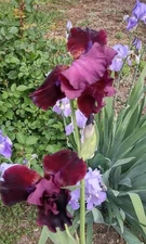 4 Bearded Iris Bulbs Rhizomes Flag Spring Flower
