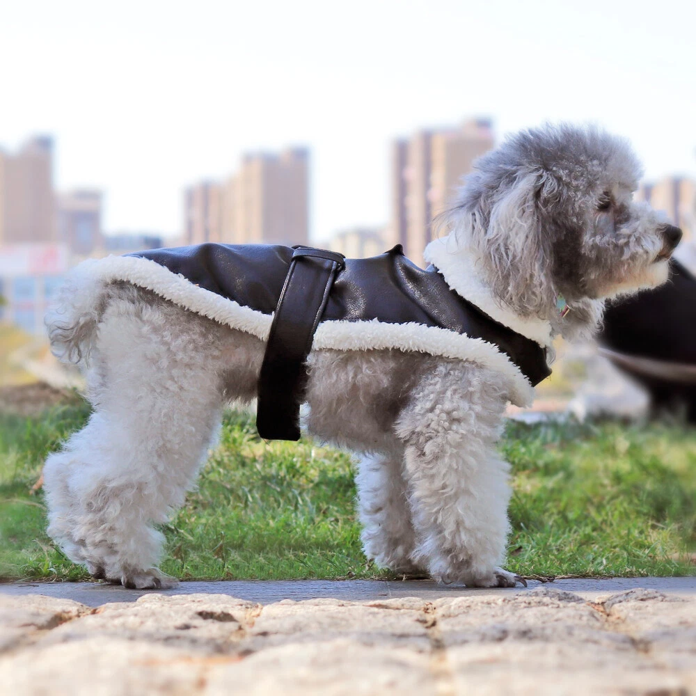 Small dog coats for winter sales