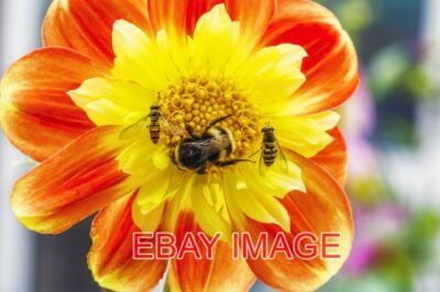 FOTO NATUR ESSTISCH HUMMEL UND SCHWEBFLIEGEN AUF EINER DAHLIE