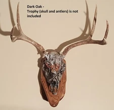 Deer European Skull Mount Wall Pedestal for Mule Deer, Whitetale DARK OAK ONLY