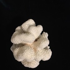 Natural White Ocean Coral 4 x4 x4" Decorative Aquarium Coastal Beach Decor