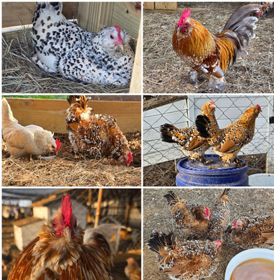 12+ HEN CHOICE Bantam HATCHING Eggs (READ DESCRIPTION)