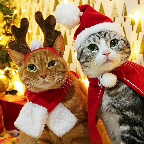 WINTER Pet Vestiti Babbo Natale Sciarpa Cappello Natale Vestiti Cane Gatto  Mantello Home Decor \\ | eBay