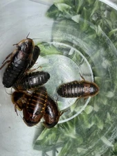 Dubia Feeder Roaches Arboreal Attitudes LLC  (Blaptica Dubia)