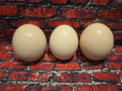 SET OF  (3) Ostrich Egg Shell Blown Out Hollow Egg - Crafts Decor - 8''x6''