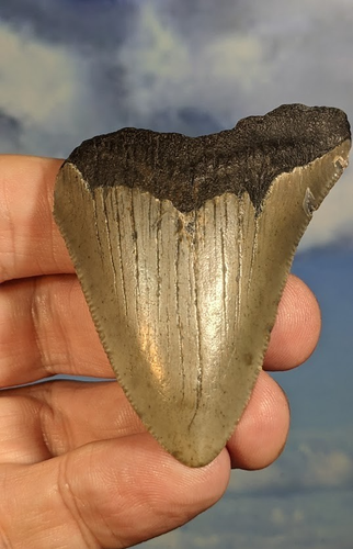 Megalodon Hai Fossil Zahn. 70mm. Verpackt. Wie abgebildet. 12-15 Millionen Jahre alt.