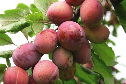Plum 'Wonder Tree Opal' - 1x 24cm Pot - Compact, Self-Fertile Variety - Picture 4 of 8