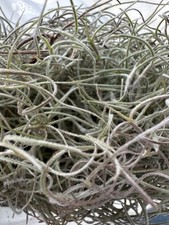 Fresh Live Spanish Moss Florida 1 Gallon Air Plant Crafts Decor Accent Tropical