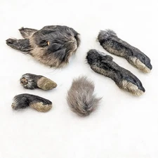 Bunny Rabbit Head feet tail Taxidermy oddity curiosities craft collectible doll