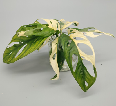 Monstera adansonii albo variegata Steckling mit Luftwurzeln | eBay.de