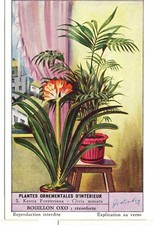 S1574 - CHROMO LIEBIG - 1953 - "INDOOR ORNAMENTAL PLANTS": 5. KENTIA F