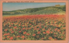Poinsettia Field Hollywood CA Flowers Blooming CA Califor c1930s Postcard 13547a