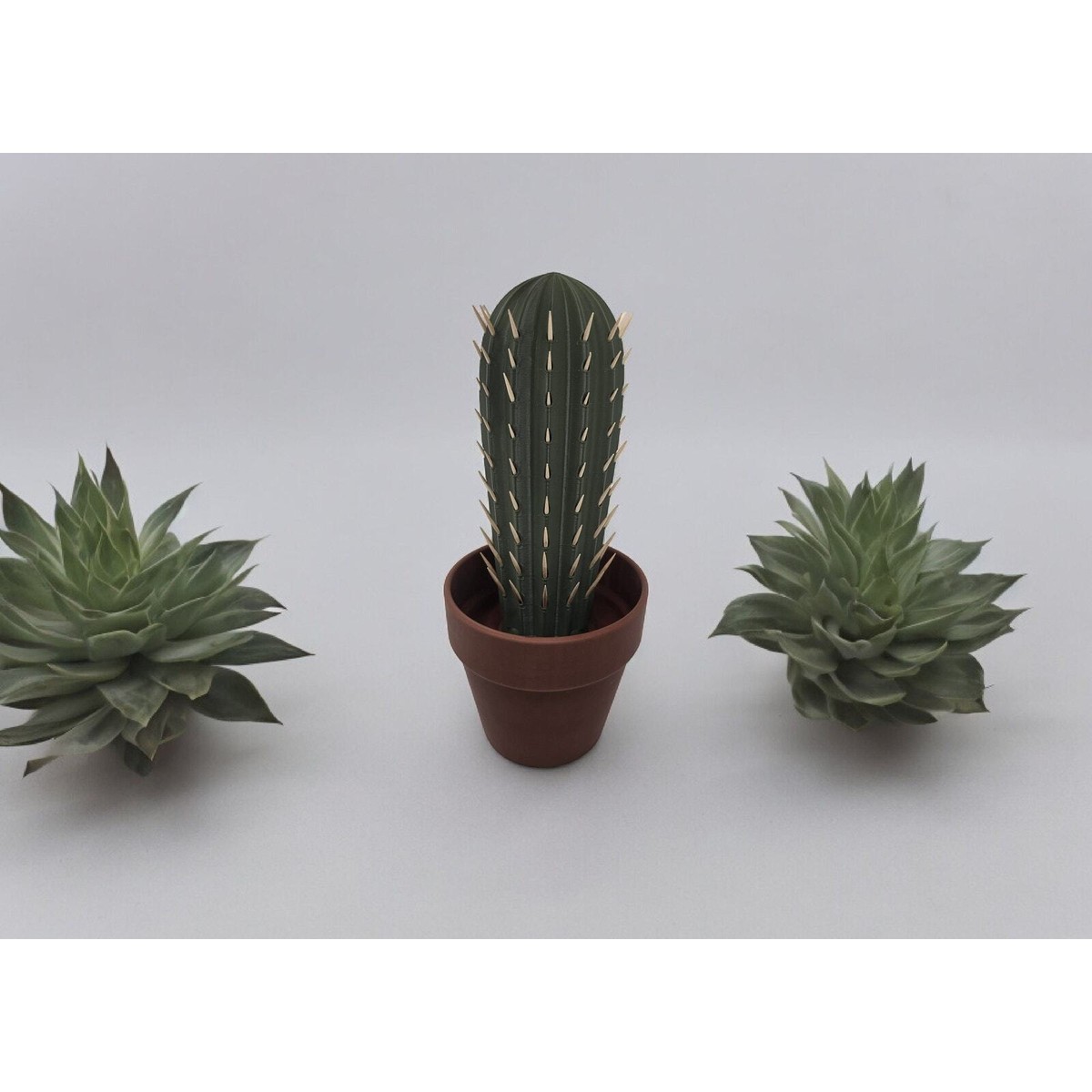 roseopicta calathea Calathea Dottie Prayer Plant Nursery 6