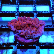 WYSIWYG - REx Crazy T Monti