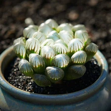 5PCS Succulent Plant Ice Jade Haworthia Cooperi Liliaceae Home Garden Outdoor  
