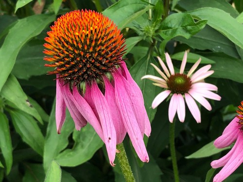 Organic Echinacea Purple Coneflower Perennial Medicinal Edible Flower~2023 Seeds - Picture 2 of 8