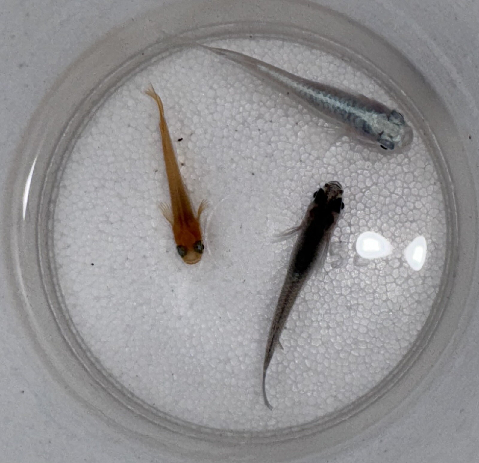 Grab Bag MIX Medaka Rice Fish Eggs 15+ eBay