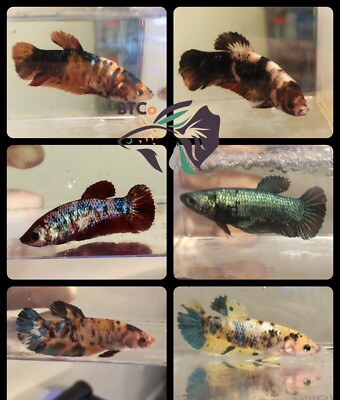 GIANT Betta Fish Females Mixed Colors Premium Quality BACK