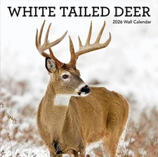 White Tailed Deer 2026 Wall Calendar [Sealed] 12"x24" When Opened