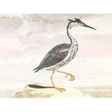 Bird Heron Vintage Illustration 12X16 Inch Framed Art Print