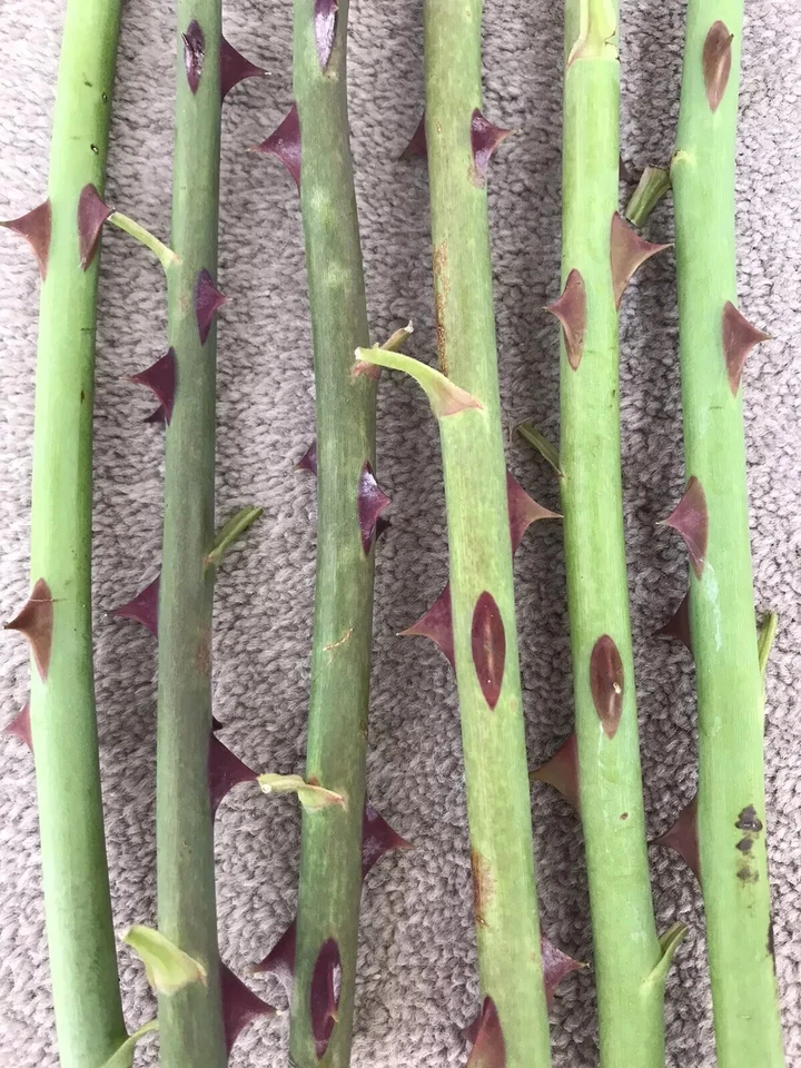 6X Red Rose Plant Cuttings RED PRINCESS English Climbing Rose Hardy Rambling - Image 2 of 2