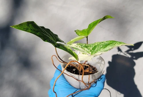 Zone10tropical Syngonium Albo - Thumbnail 2
