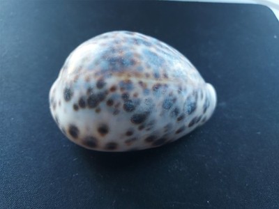 #T6 Decorative Cypraea Tigris, Linne, N. Australia 76.4mm Sea Snail shell