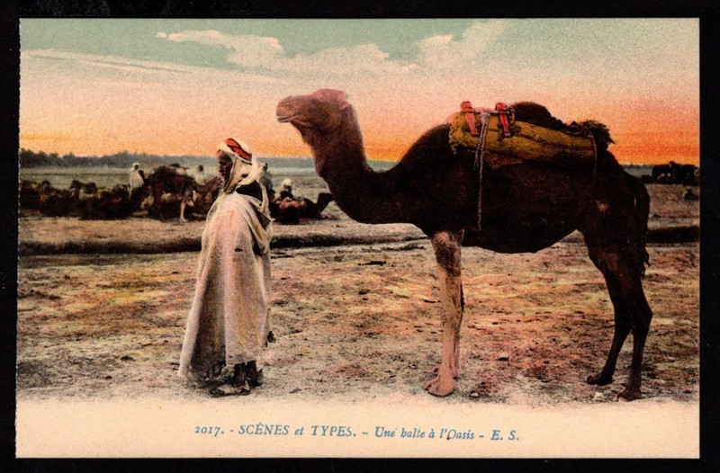 ALGERIA - Une balte à l’Oasis - E.S.  A Baltic Woman at the Oasis Postcard